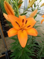 [4082 Benfica VZ No02.JPG]